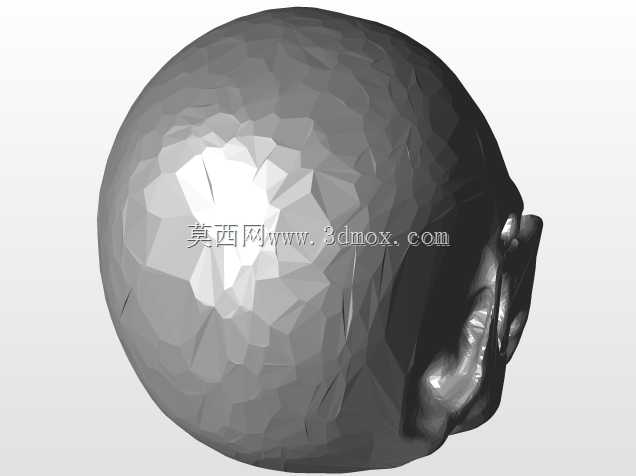 人类颅骨模型
