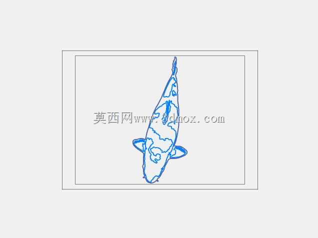 锦鲤