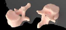 CATɨ��׵��| TRINOTA