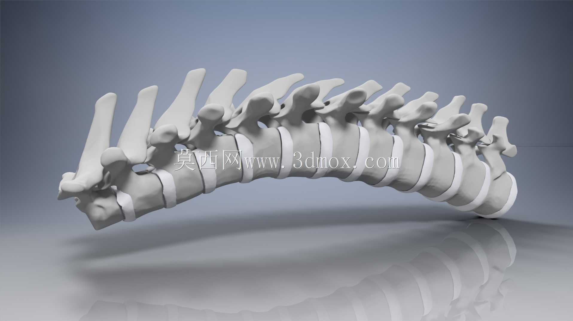 �������ѧV4-���ԣ��ձ�������ѧ��BodyParts3D��Դ��