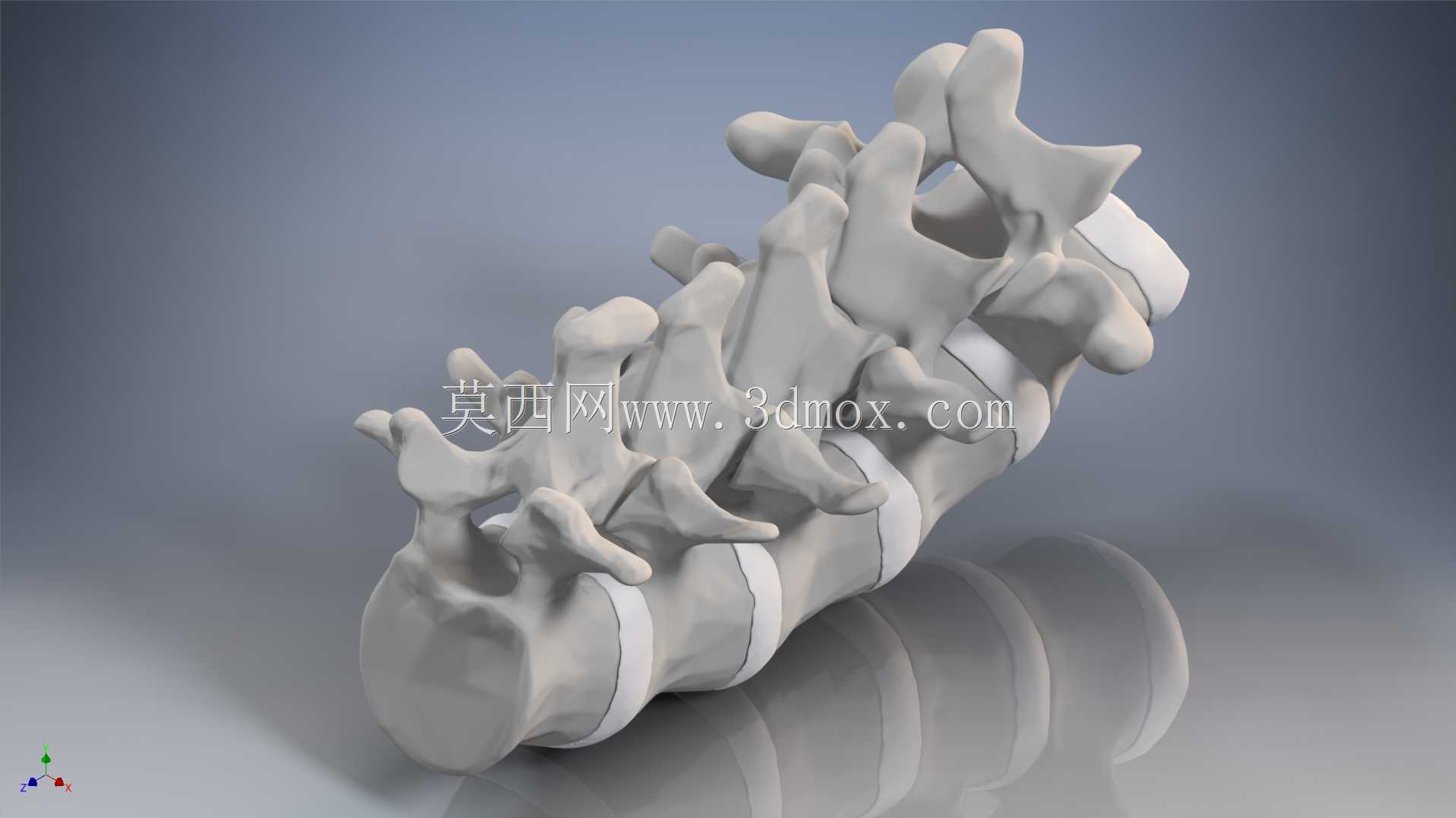 �������ѧV4-���ԣ��ձ�������ѧ��BodyParts3D��Դ��