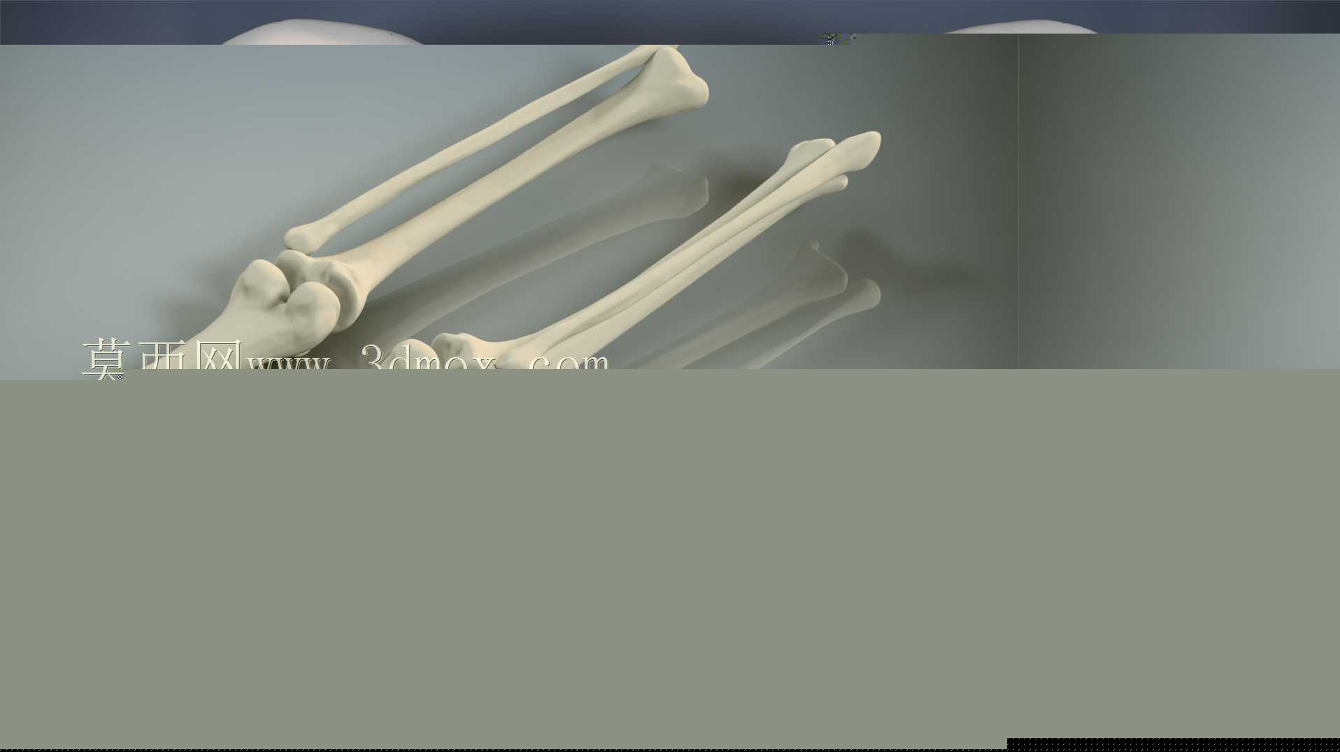 �������ѧV4-���ԣ��ձ�������ѧ��BodyParts3D��Դ��
