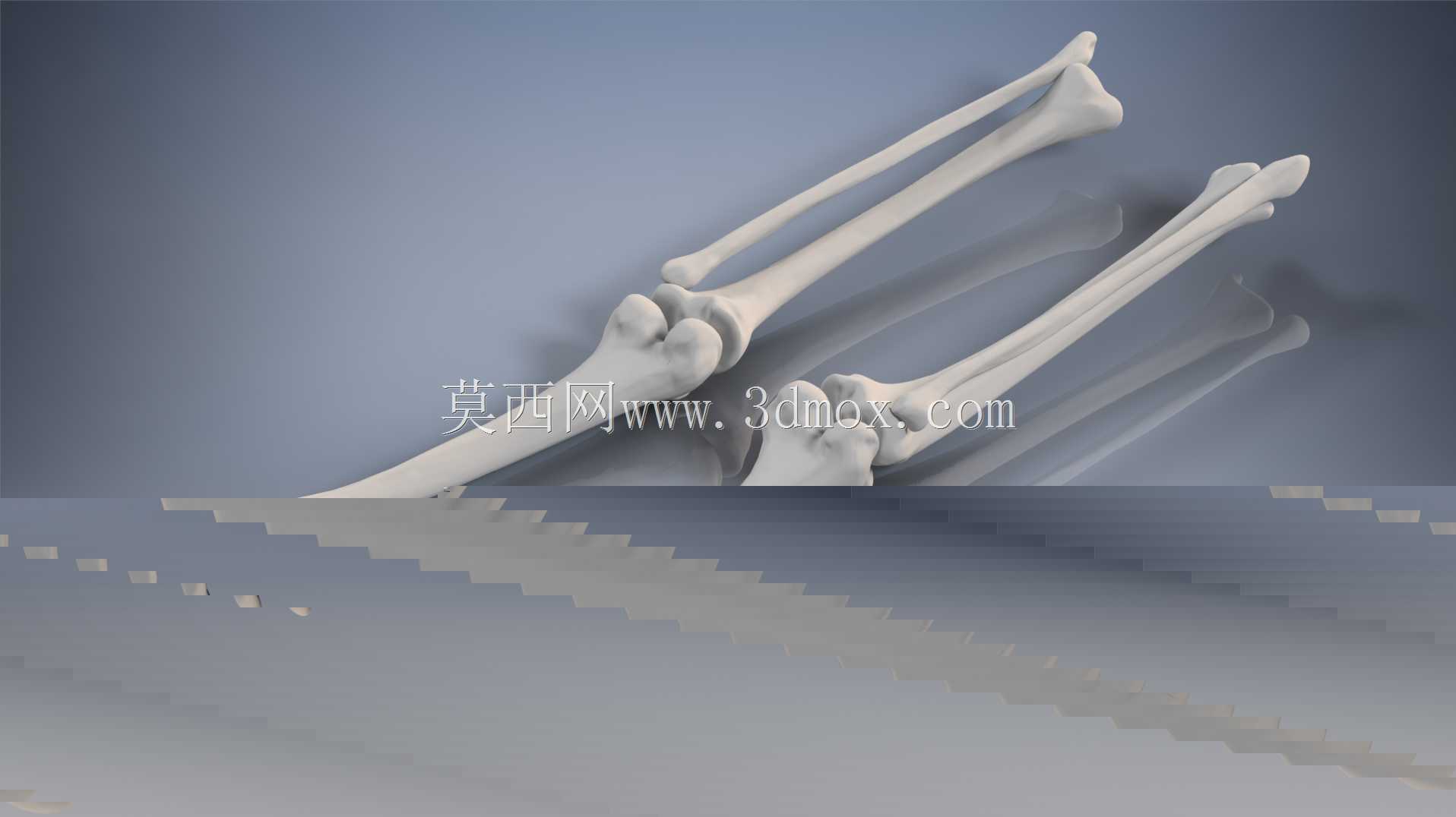 �������ѧV4-���ԣ��ձ�������ѧ��BodyParts3D��Դ��