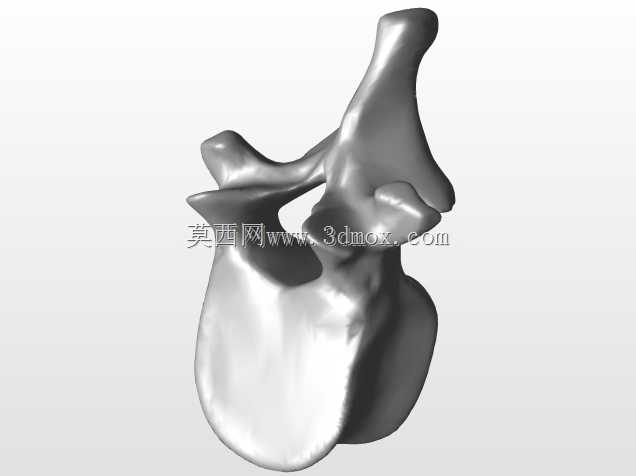�������ѧV4-���ԣ��ձ�������ѧ��BodyParts3D��Դ��