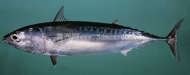 Ikan Tongkol(鲭鱼金枪鱼)