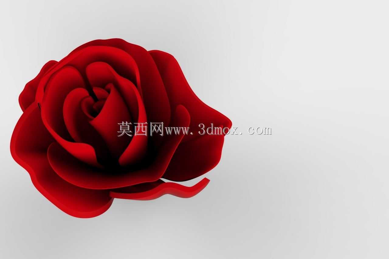 玫瑰‘花’