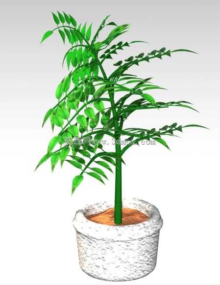 植物??