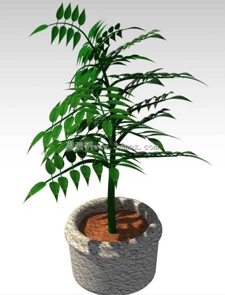 植物??