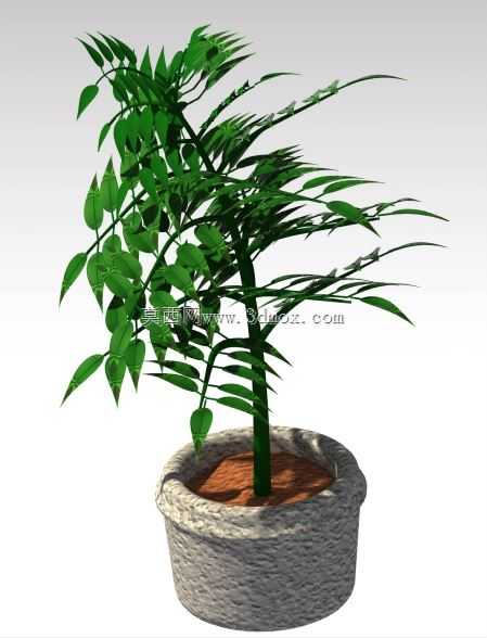 植物??