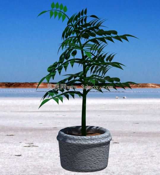 植物??