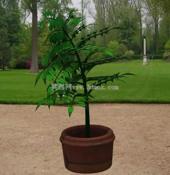 植物??