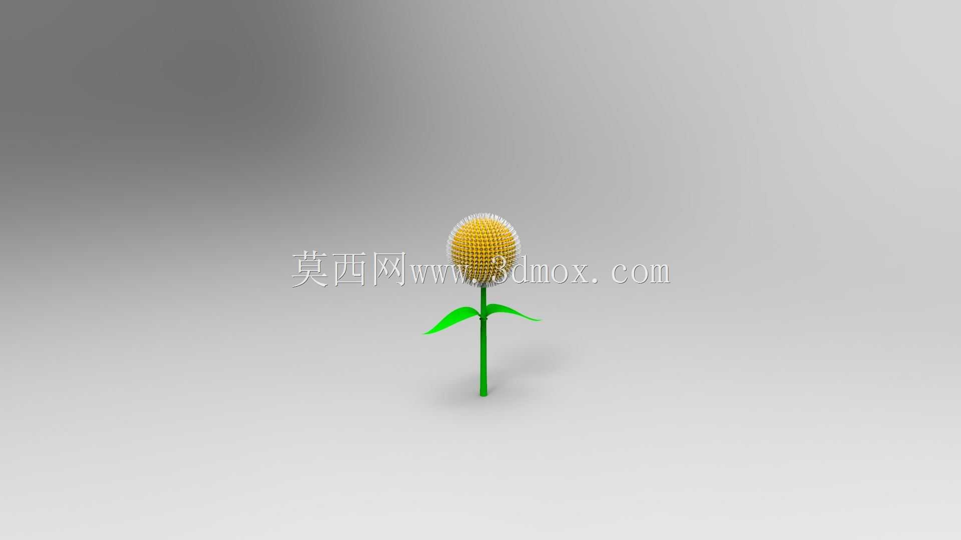 科多姆花