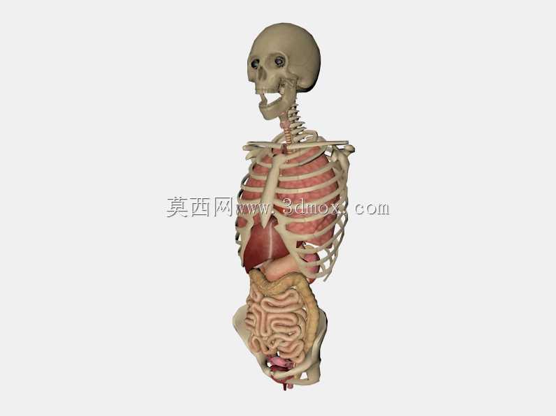解剖