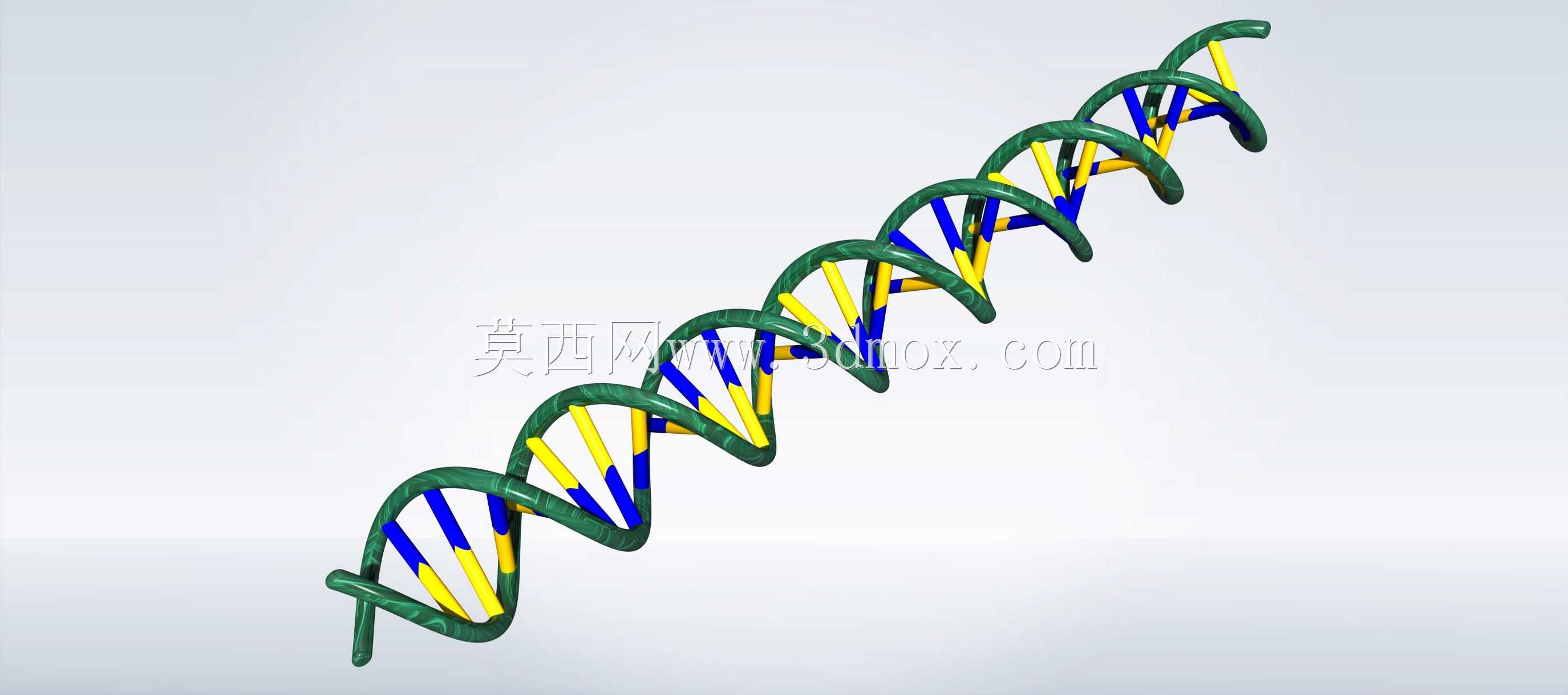 人类DNA