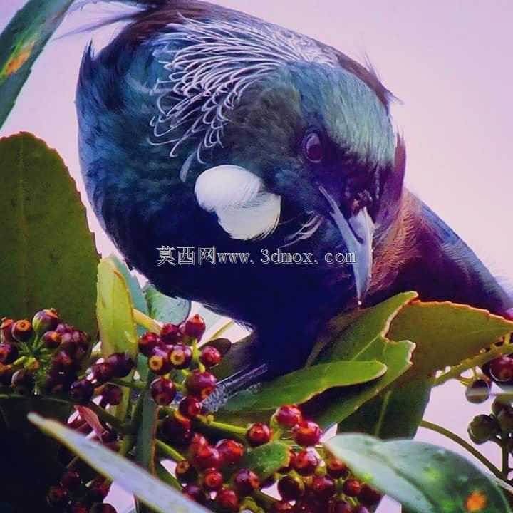 ����ɿ�ֳ��صķ���2