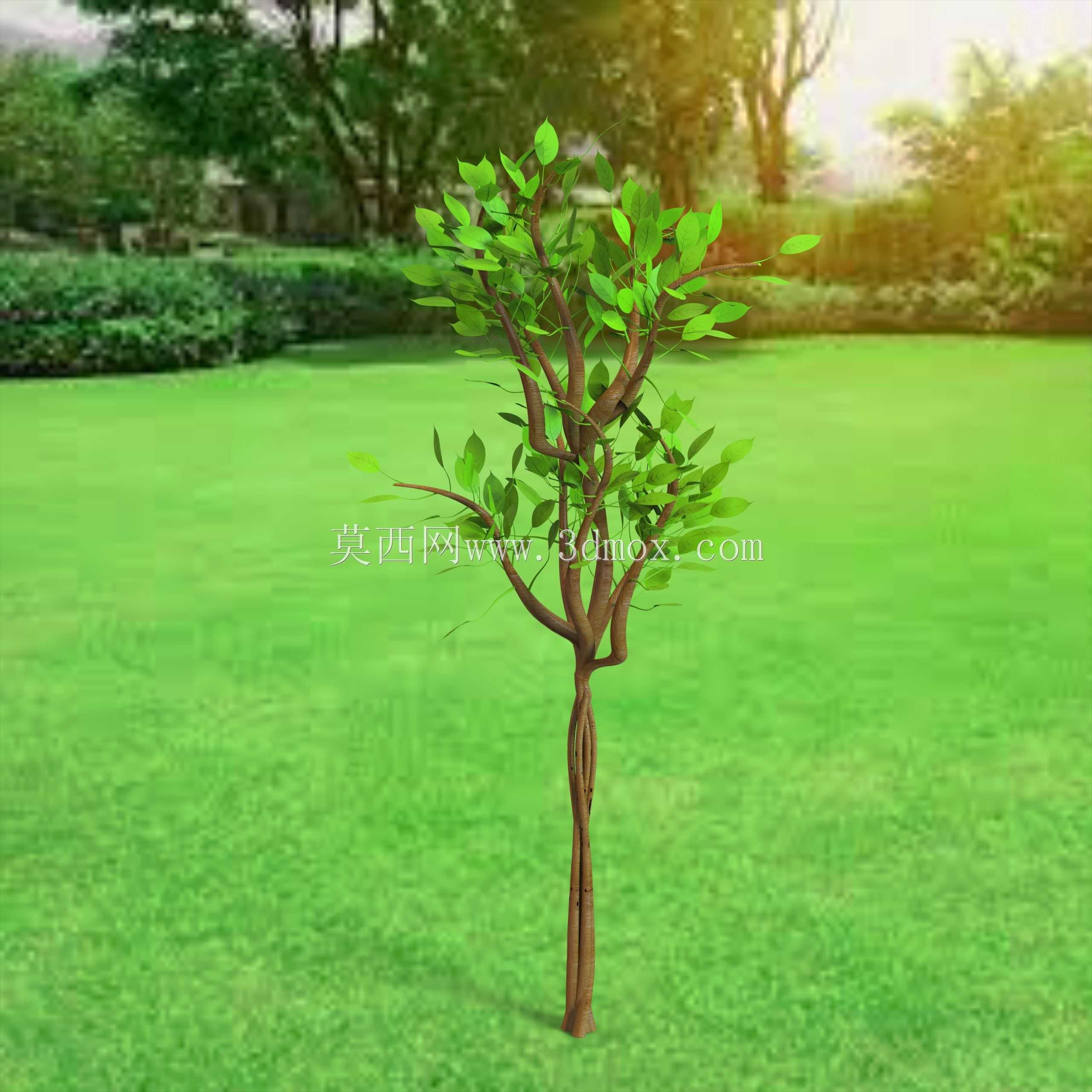 树