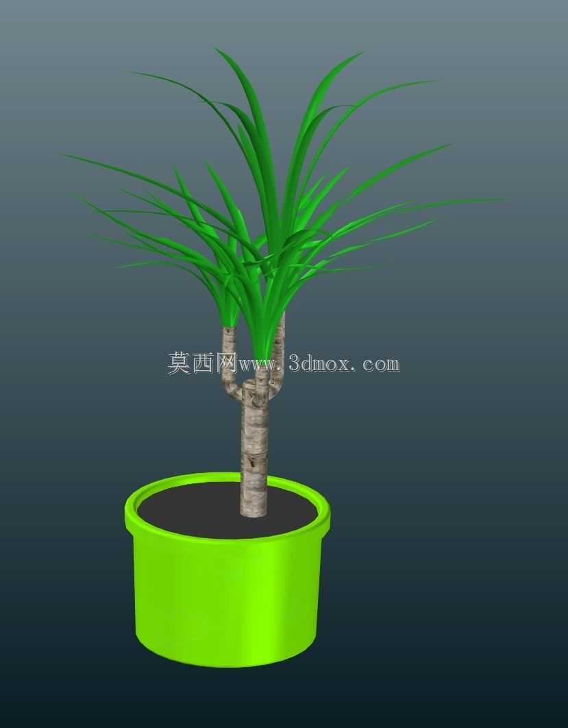 盆栽尤卡植物