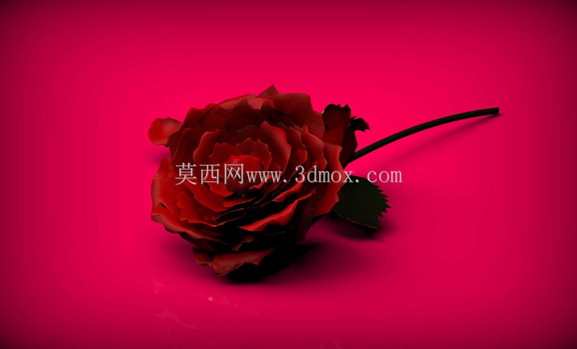 玫瑰