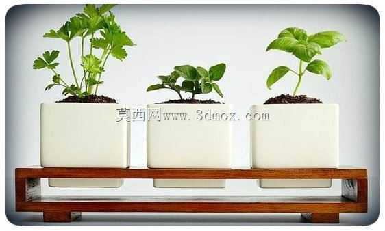 库辛草药种植者的摊位