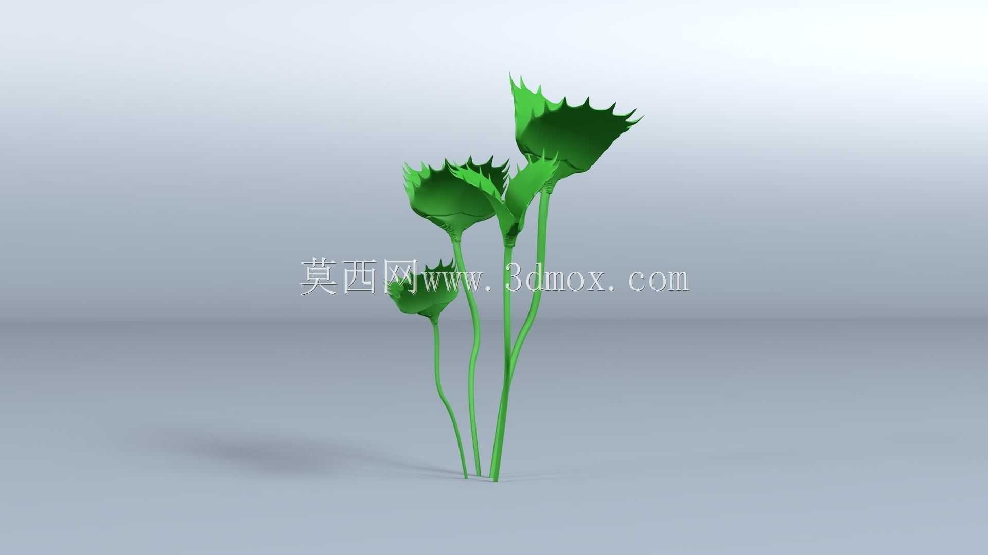 金星捕蝇器-食肉植物