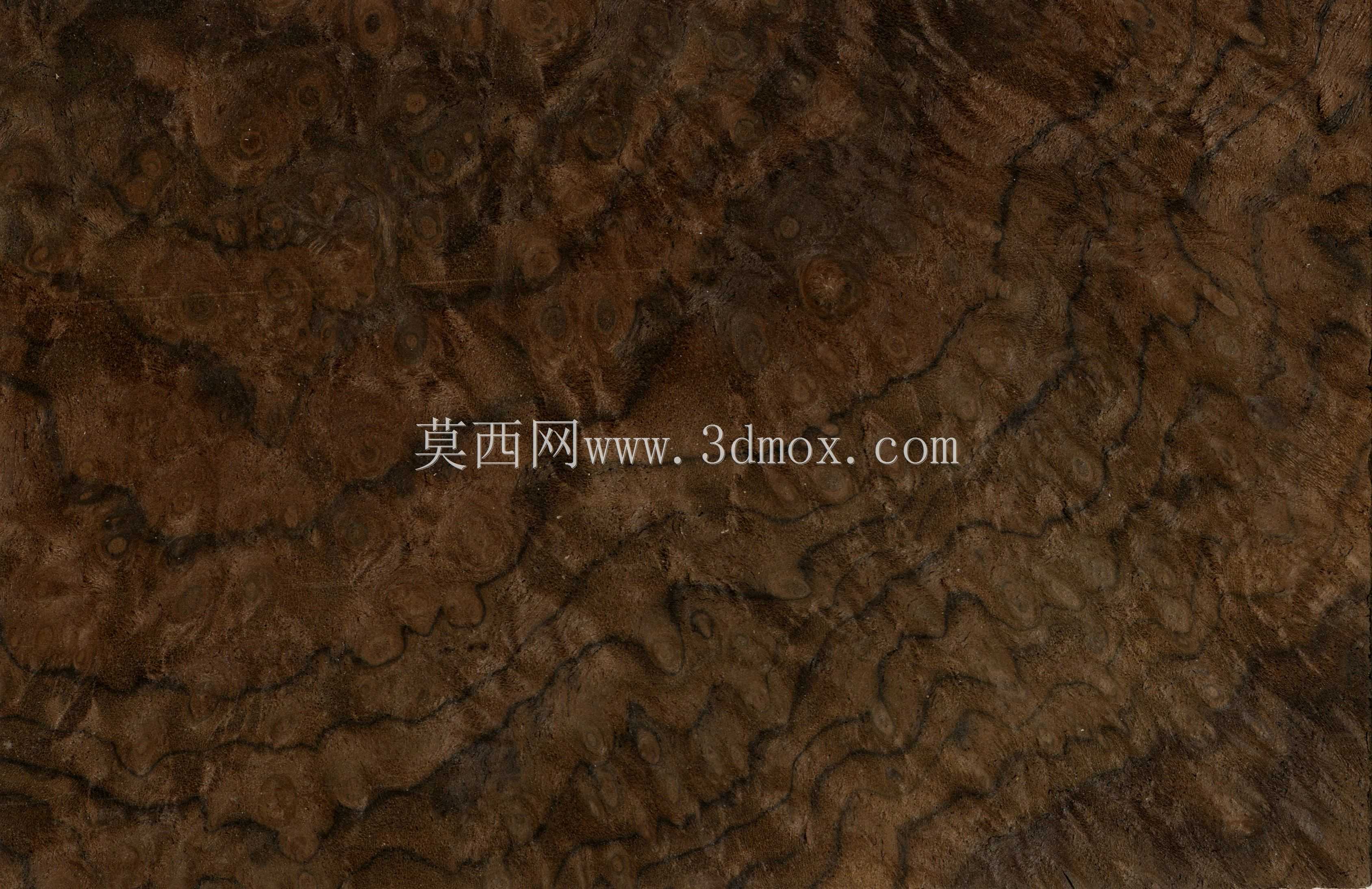Zeeuwse Knoop(修订版)