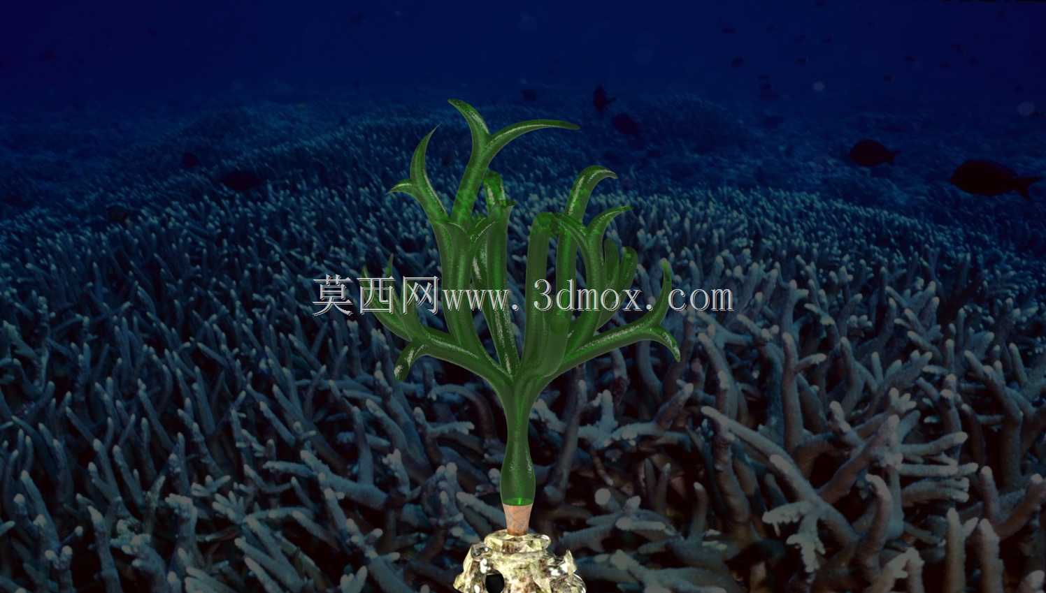 管状海藻