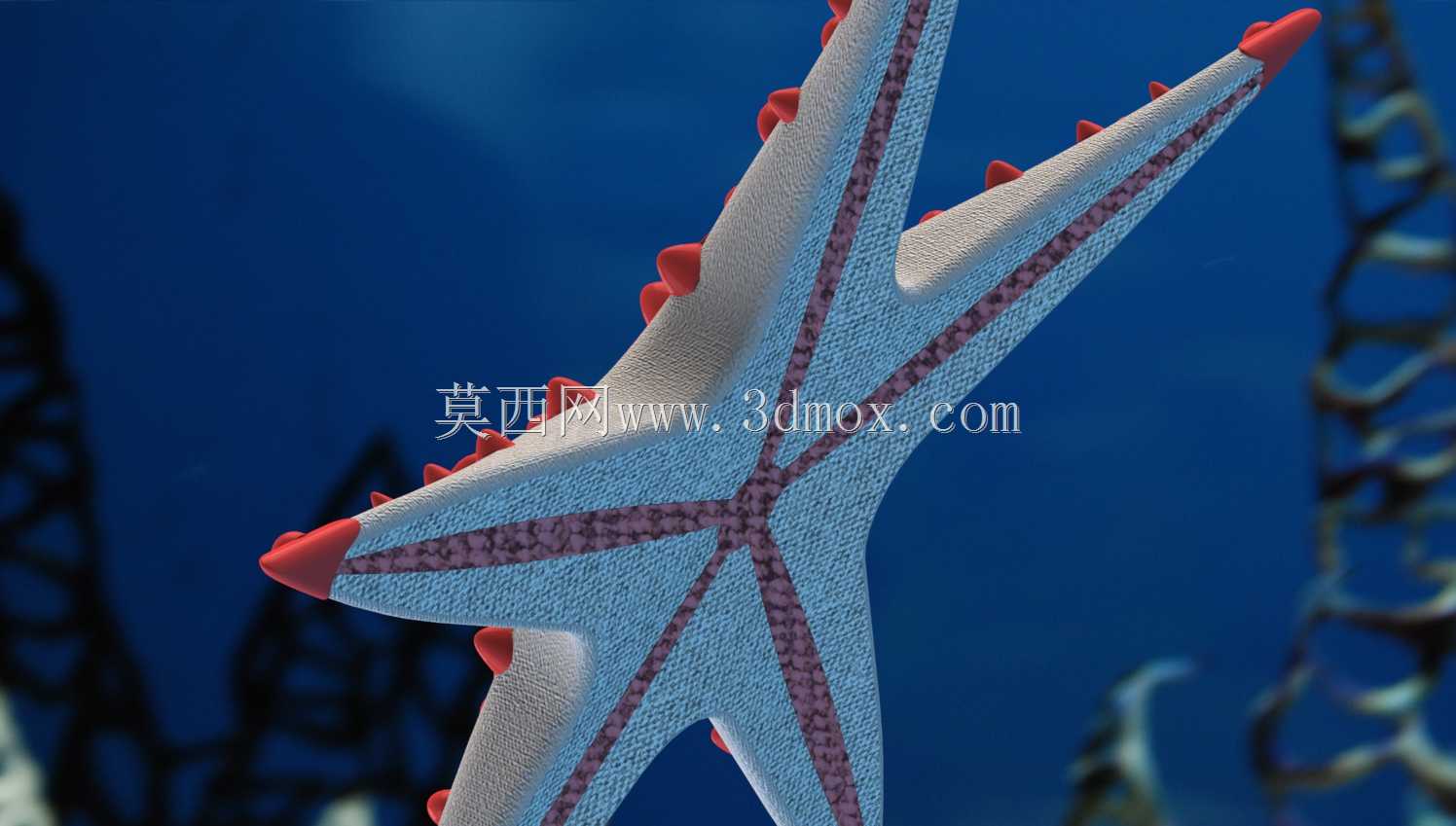 红节海星