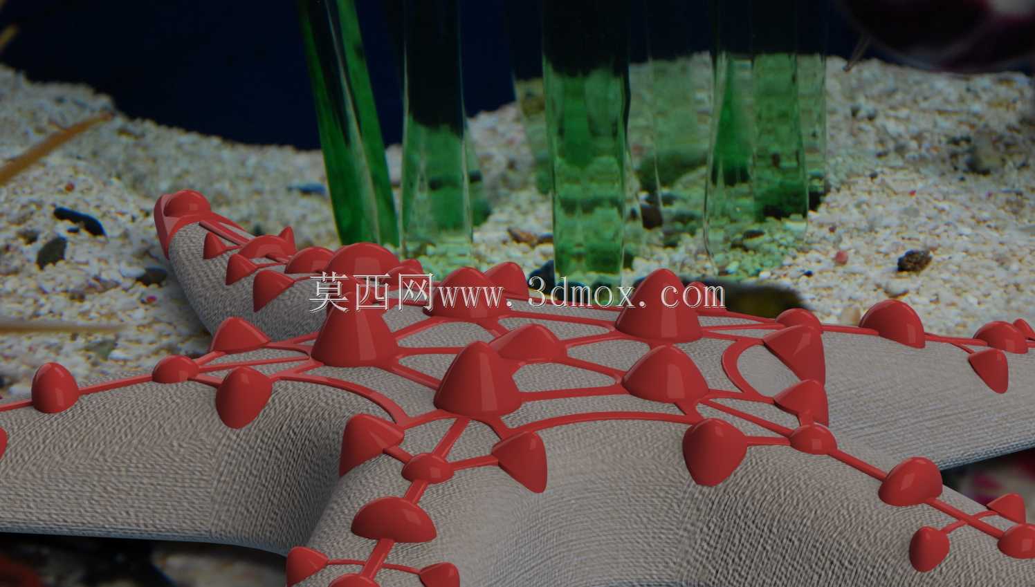 红节海星