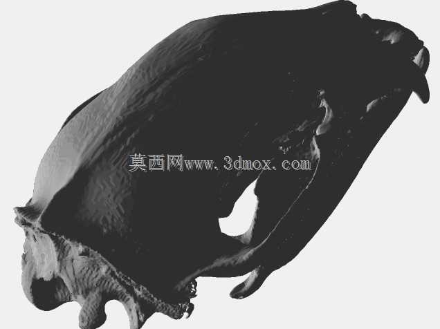 黑熊头骨