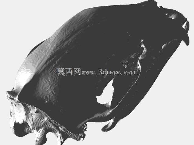 黑熊头骨