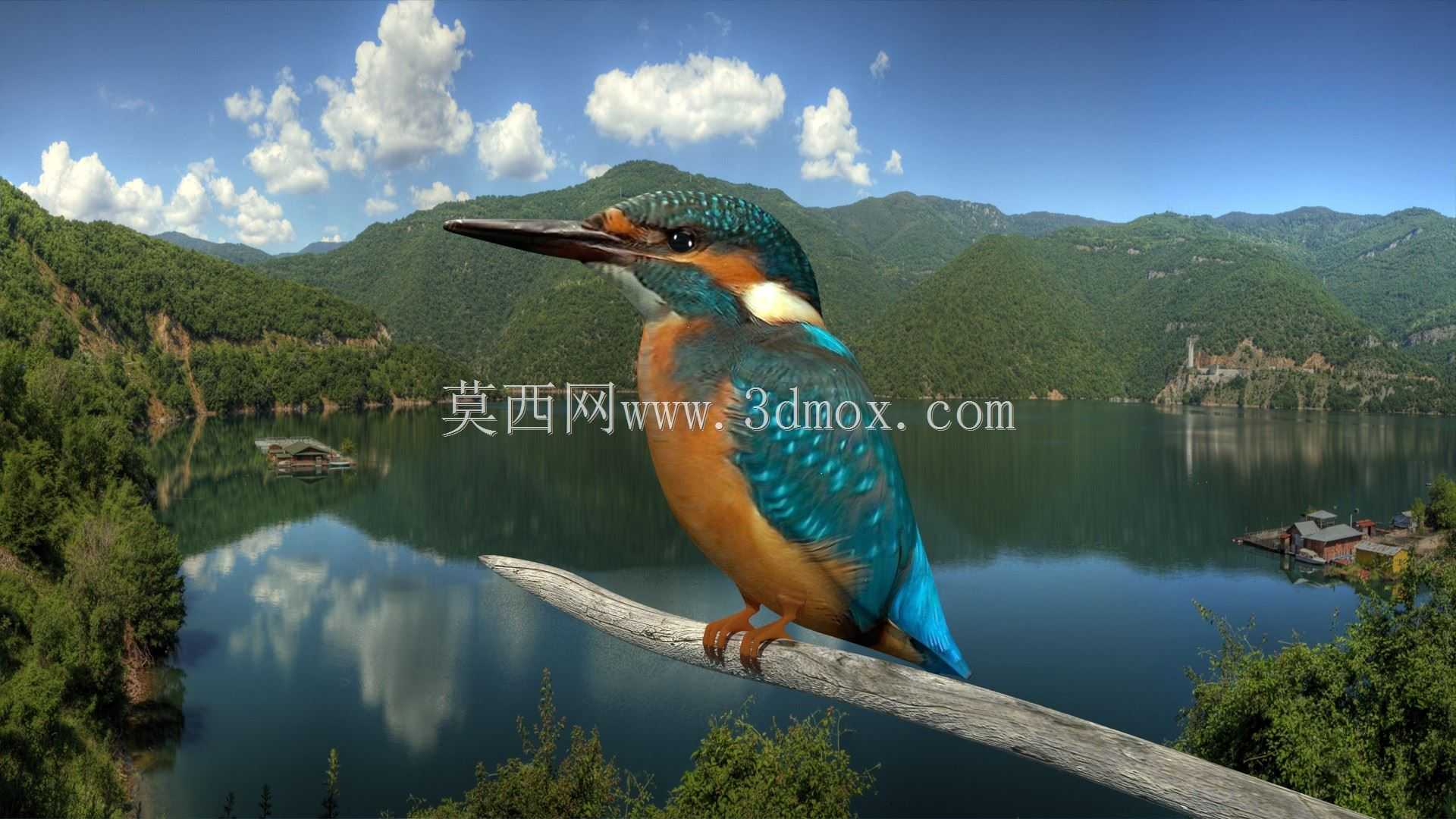 翠鸟