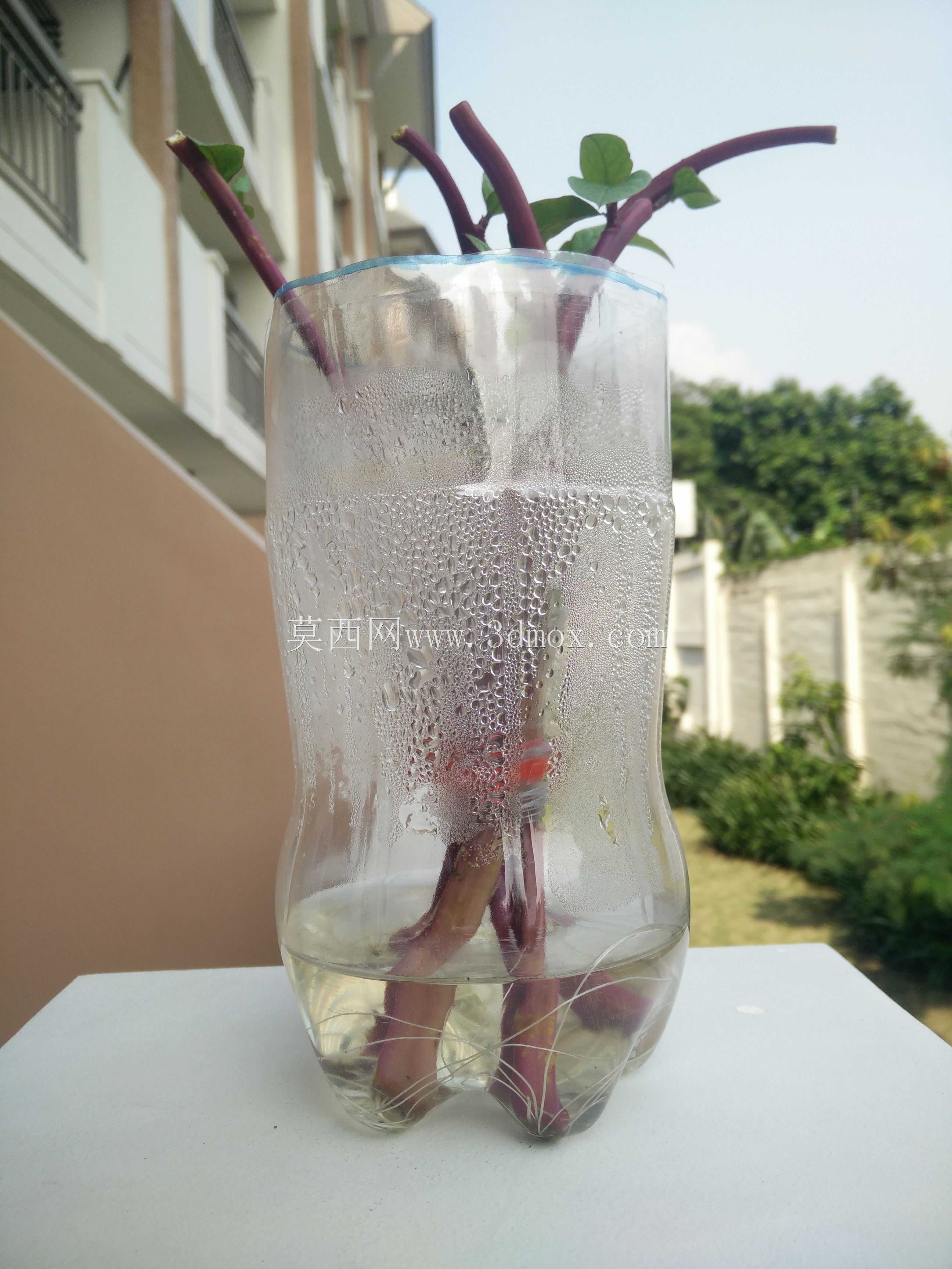 ˮ��ֲ����׽�ˮϵͳ