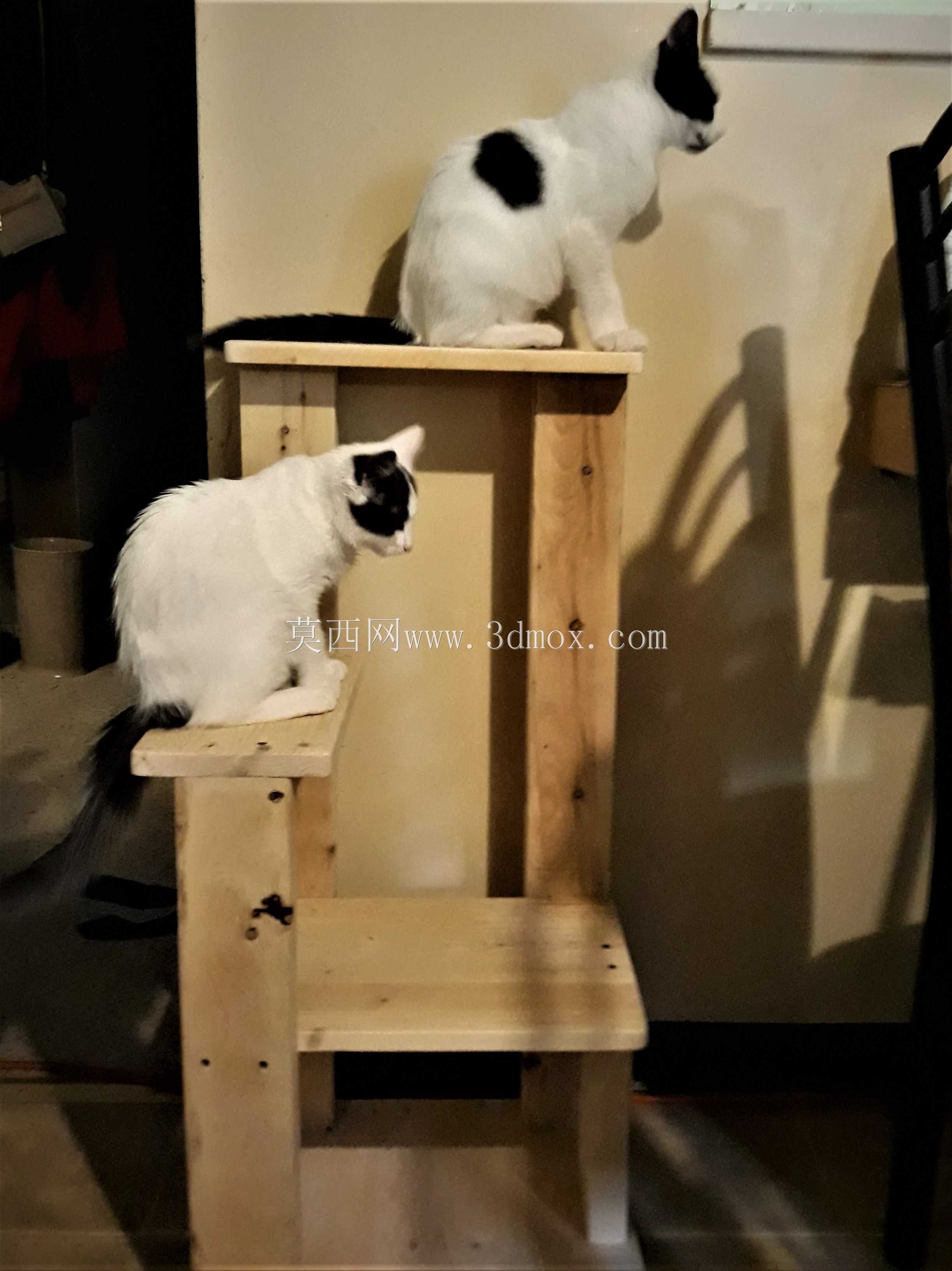 猫科树木