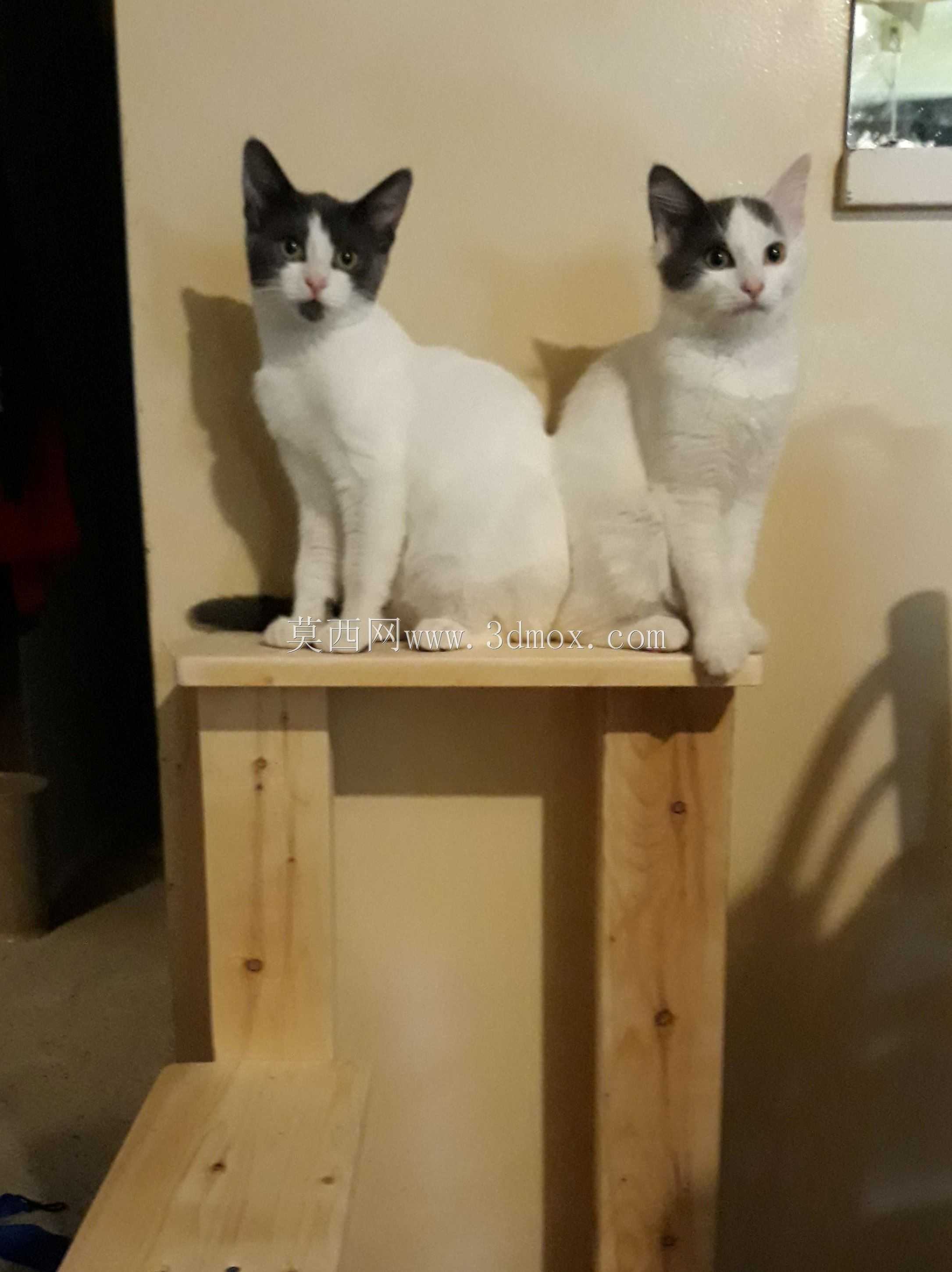 猫科树木