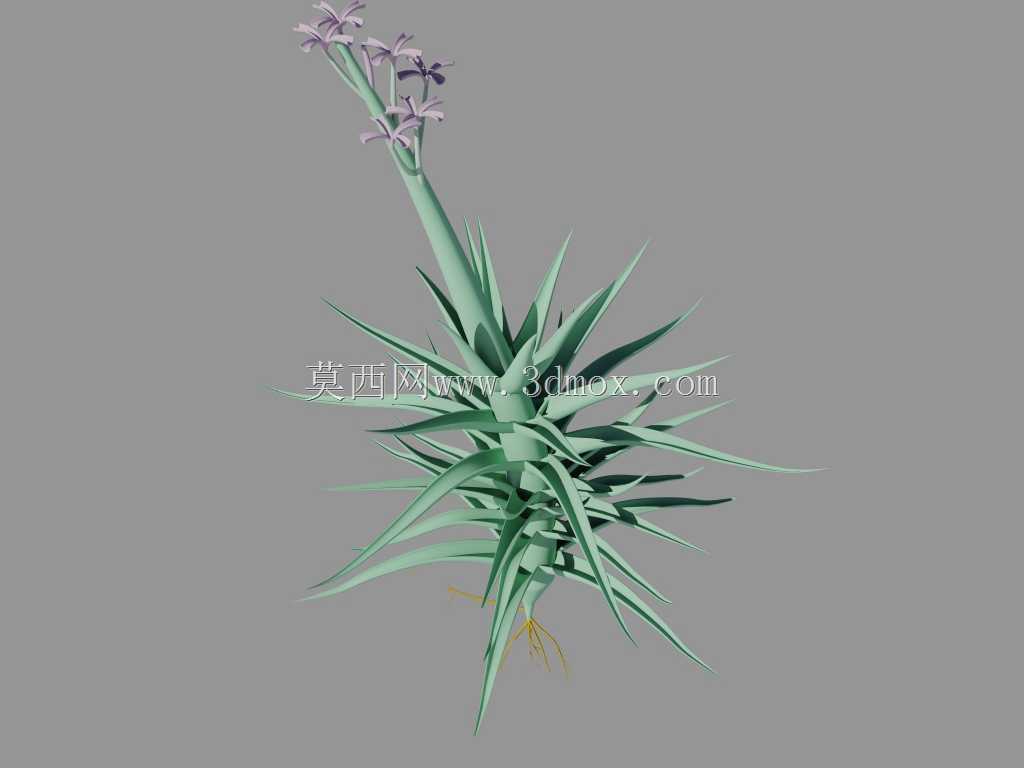 DIY terarium(Tilandsia airplant)(拒收#704)
