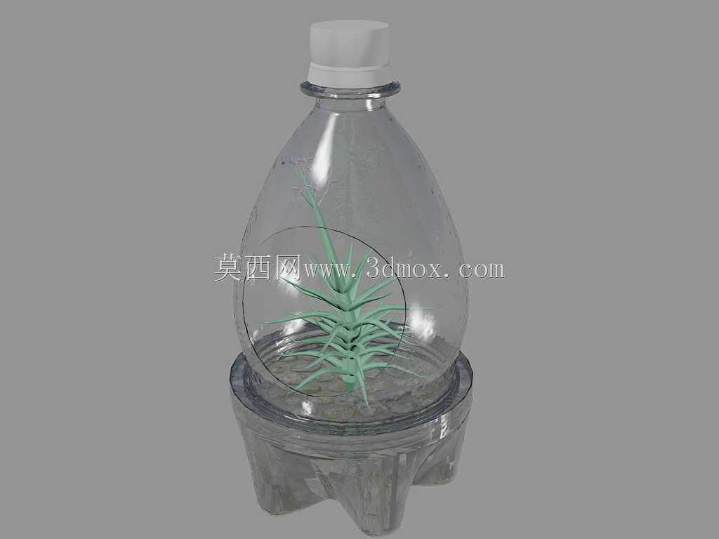 DIY terarium(Tilandsia airplant)(拒收#704)