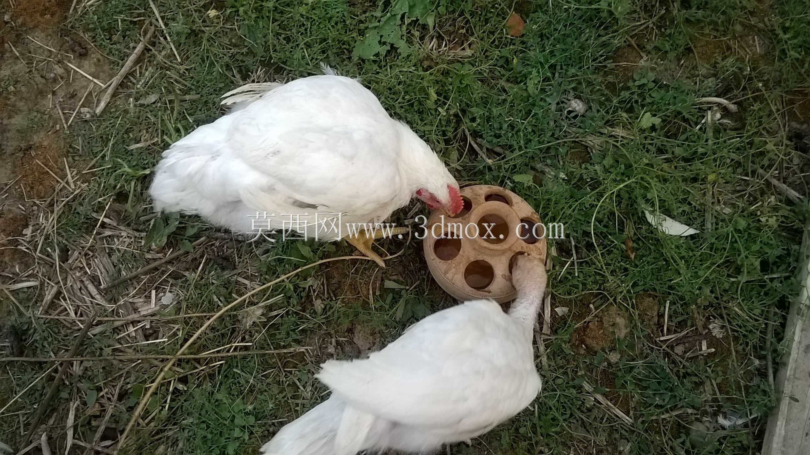 �����մɹ�/Vas din�մ�?pentru p?s?ri