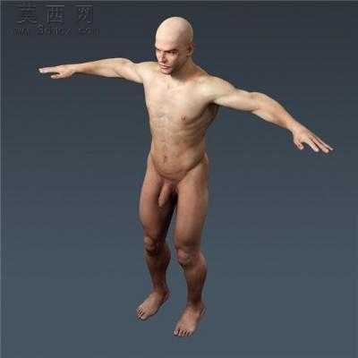 准确全面解剖人体3d模型集 3D模型