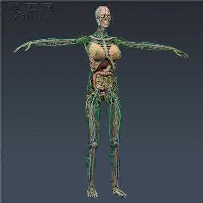 准确全面解剖人体3d模型集 3D模型