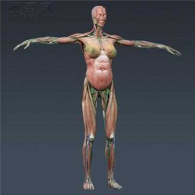 准确全面解剖人体3d模型集 3D模型