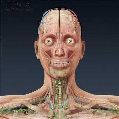 准确全面解剖人体3d模型集 3D模型