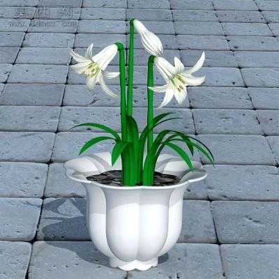 朱顶兰----模型下载 3D模型
